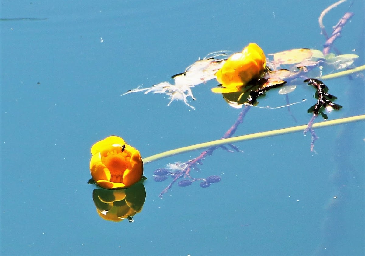 Yellow water-lily