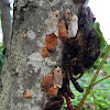 Gypsy Moth (Adults, Pupae, Eggs)