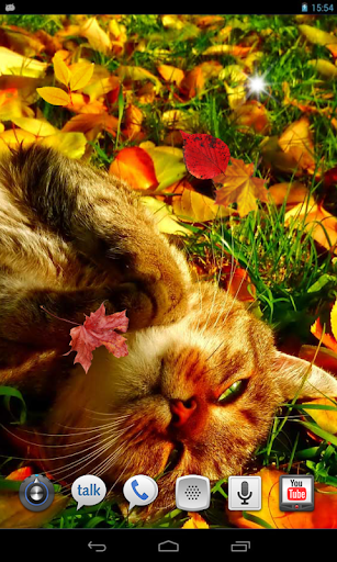 免費下載個人化APP|Autumn Cats Voices LWP app開箱文|APP開箱王
