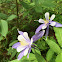 Columbine