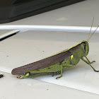 Obscure Grasshopper