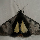 Moth