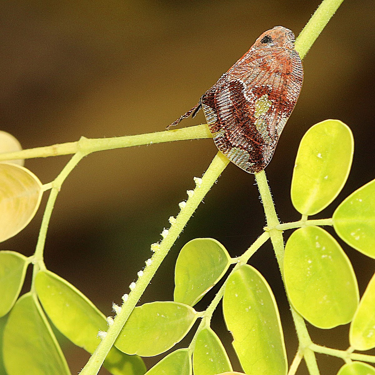 Ricaniid Planthopper with Eggs