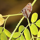 Ricaniid Planthopper with Eggs