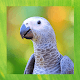 Download African Grey Parrot Pictures For PC Windows and Mac 1.5