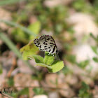 Common Pierrot