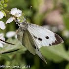 Large White