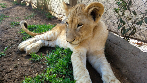 Lion Park South Africa 2015