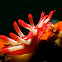 Nudibranch