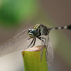 Green marsh hawk