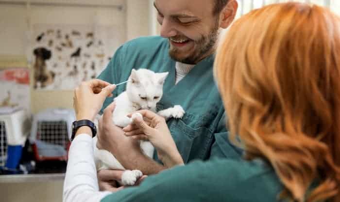 take-a-cat-to-the-vet