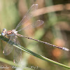 Migrant Spreadwing