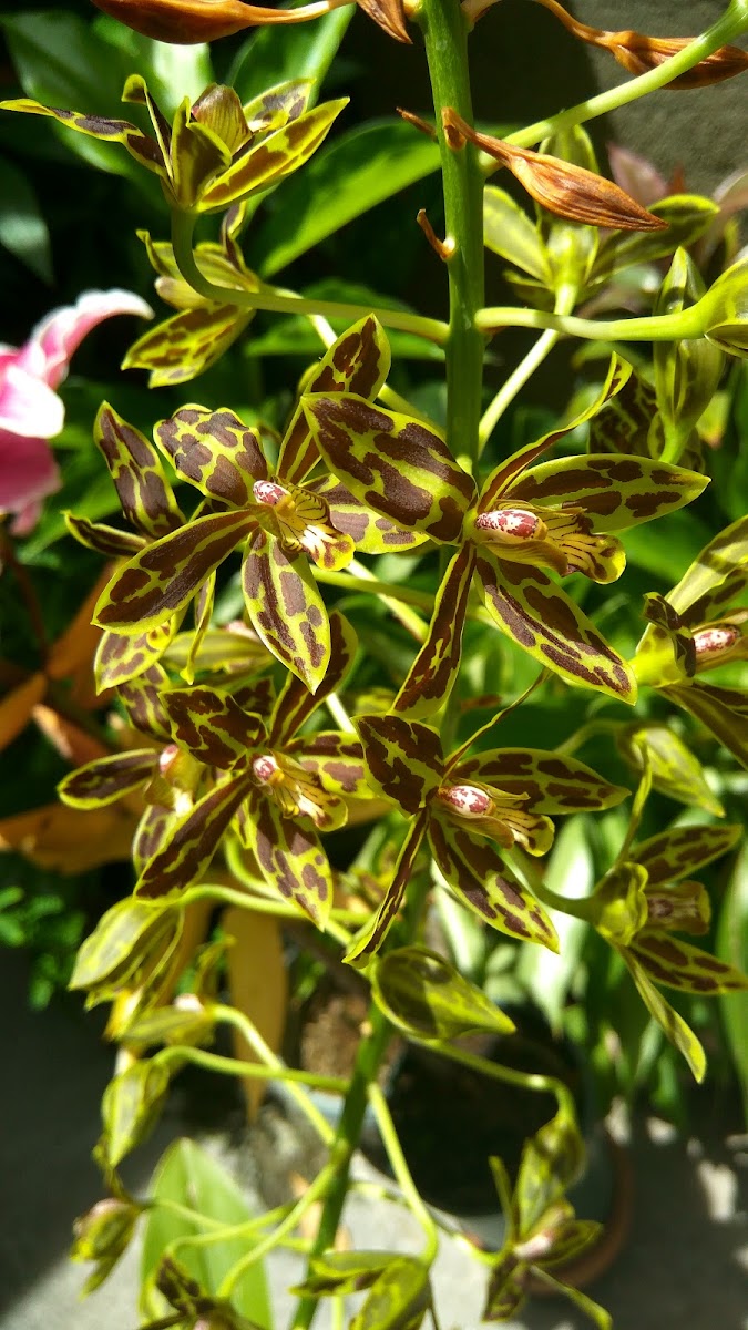 Grammatophyllum orchid