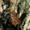 Oriental white-eye