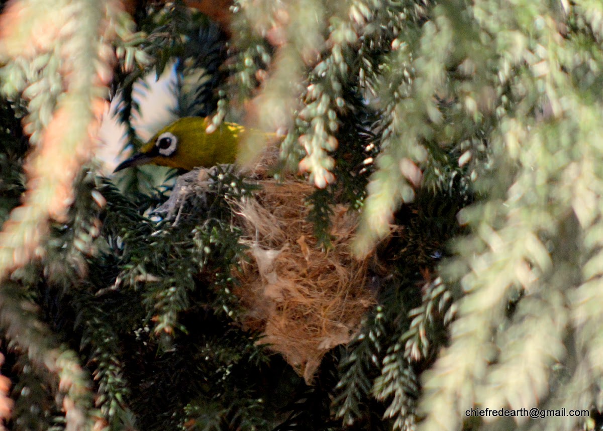 Oriental white-eye