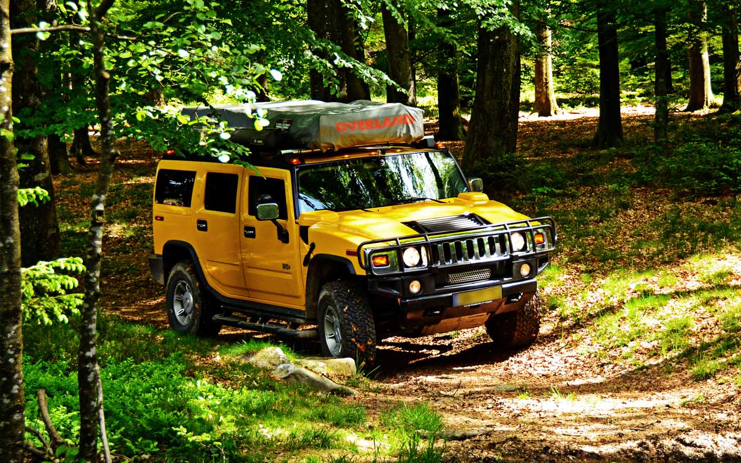 hummer in forest