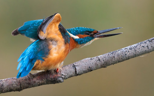 Vibrant Kingfisher Perched on a Branch in screenshot 2