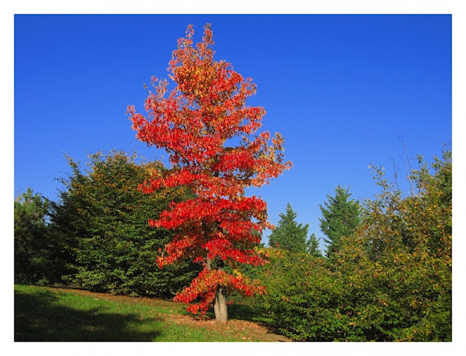 Rosso d Autunno di lonni