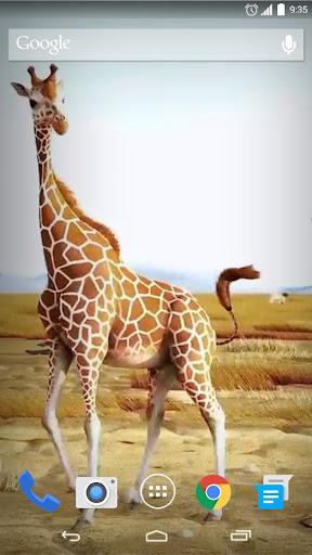 Funny Giraffe Family Live