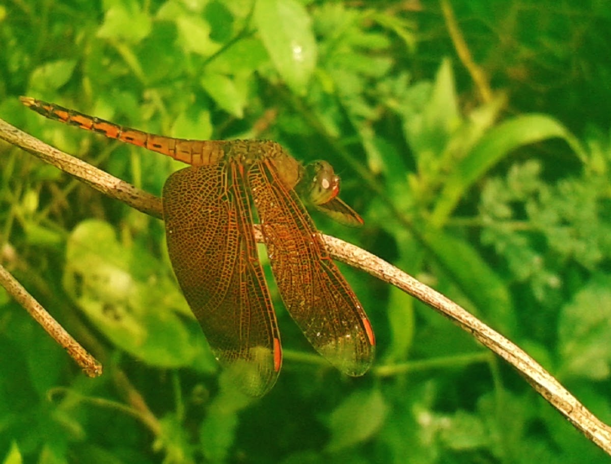 Dragonfly