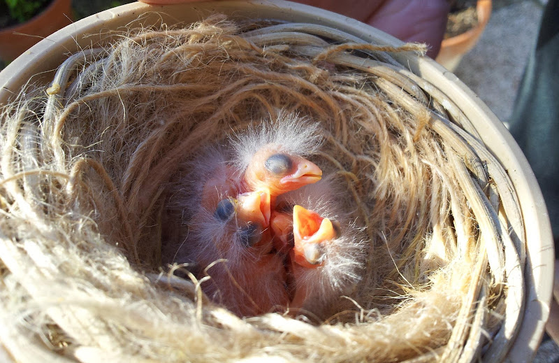 Covata di primavera di supergigi