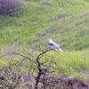 White tailed kite