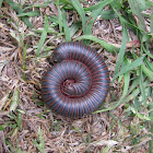 American Giant Millipede