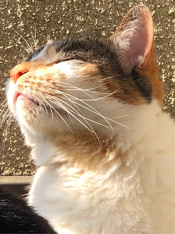 デイズハイウェイスターのももこ・おうちねこ・三毛猫・おはように関するカスタム事例の投稿画像1枚目