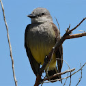 Western kingbird