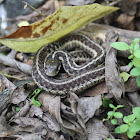 Eastern Garter Snake