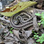 Eastern Garter Snake