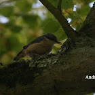 Eurasian Nuthatch