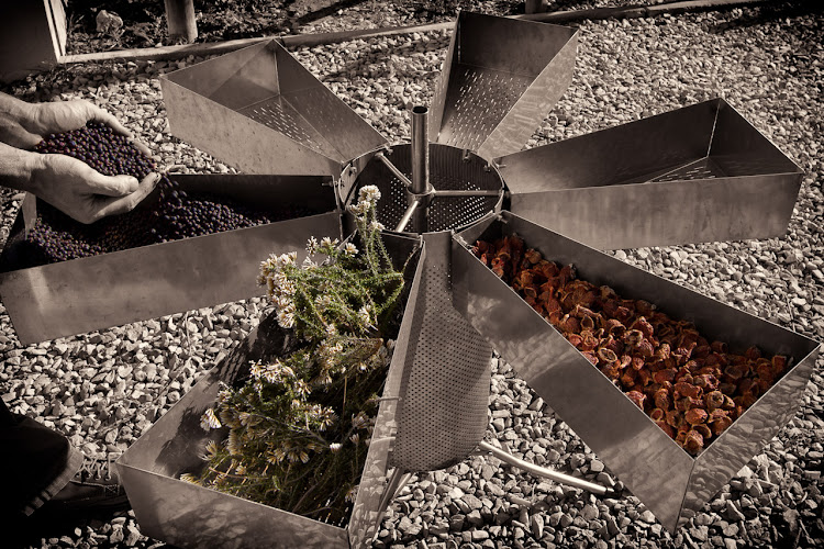 The process of infusing fynbos with gin.