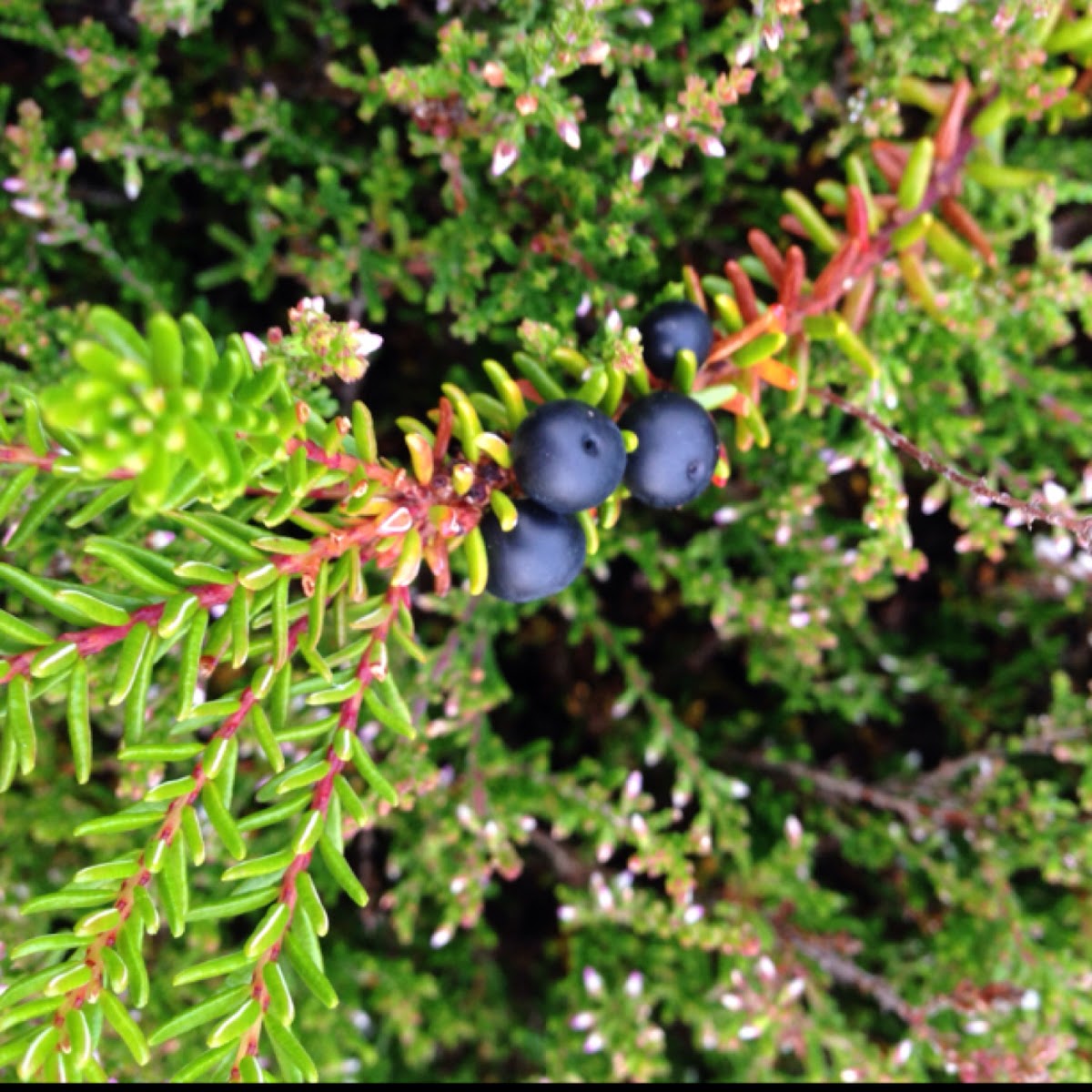 Black crowberry