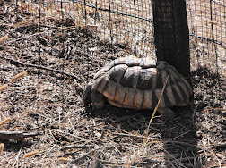 Le village de la tortue LGYFik80Zt7IAtaId1i1eSmCnCHQBd2WTd2pLRfbo9E=w252-h188-p-no