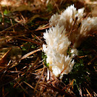 Crown Coral Mushroom