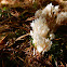 Crown Coral Mushroom