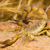 Yellow fat-tail scorpion