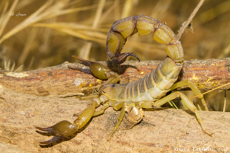 Yellow fat-tail scorpion