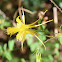 Golden columbine