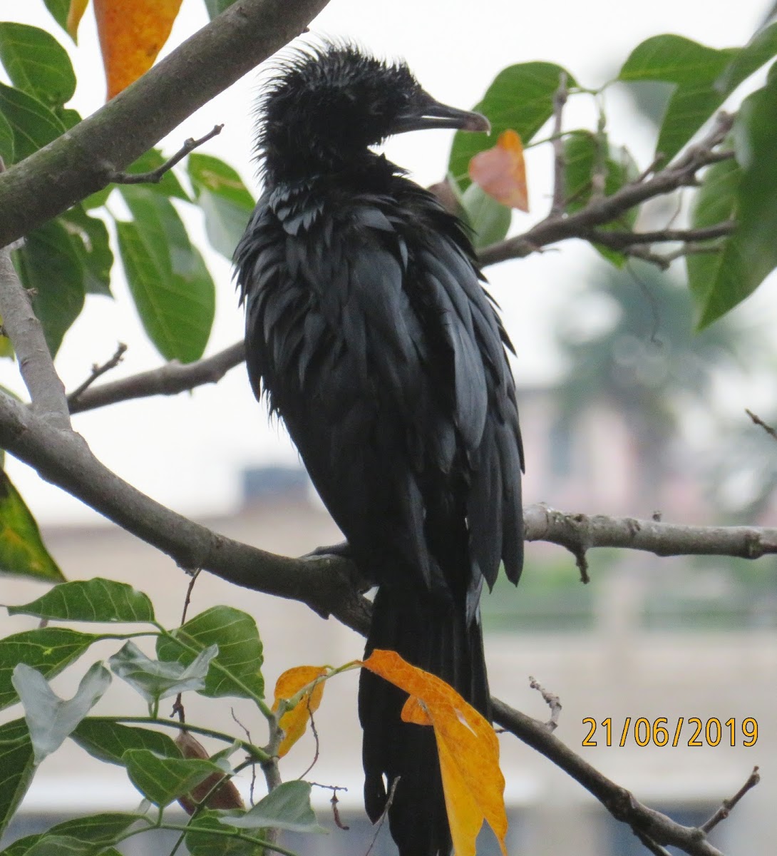 Little Cormorant