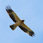 Booted Eagle; Águila Calzada