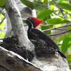 Lineated Woodpecker