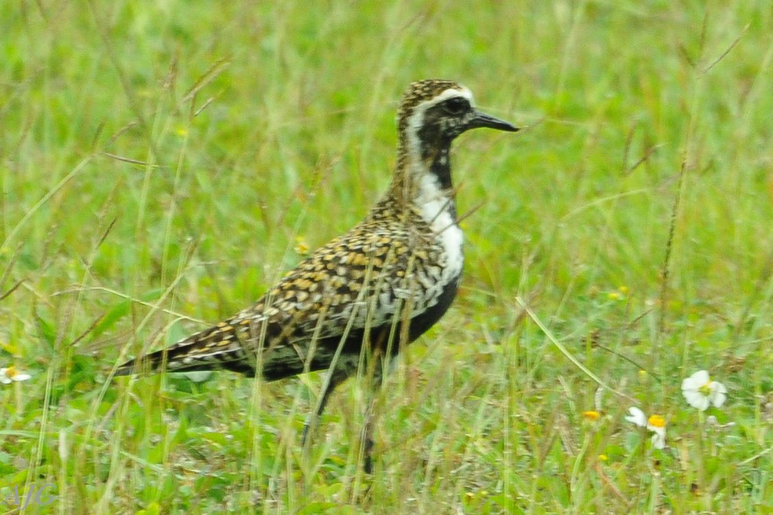 Pacific golden plover