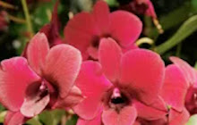 Orchids Wallpapers New Tab Theme small promo image