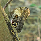 Pale Owl Butterfly