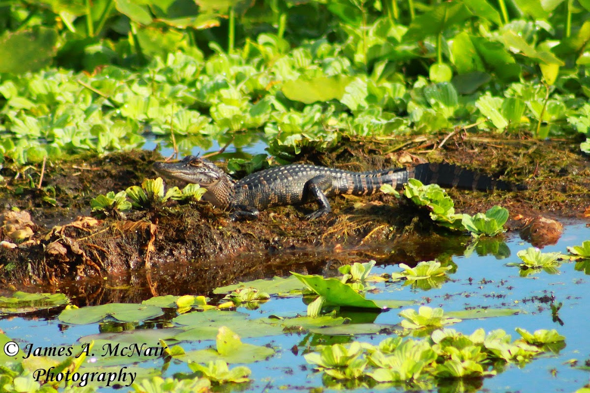 American Alligator