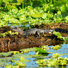 American Alligator