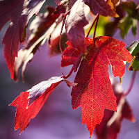 si sta come d'autunno sugli alberi le foglie di 