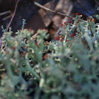 Jester Hat Lichen